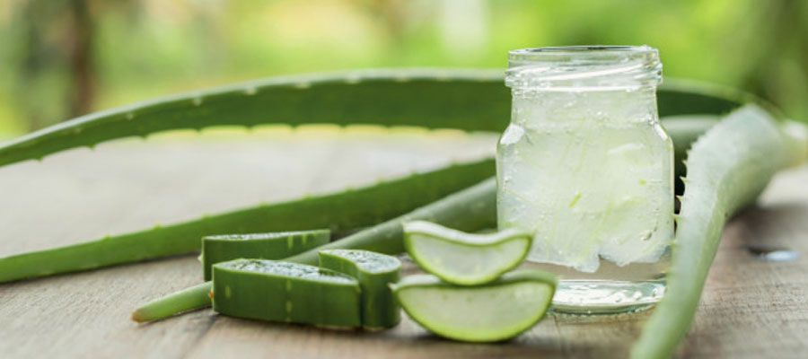 Les vertus de l'Aloe Vera